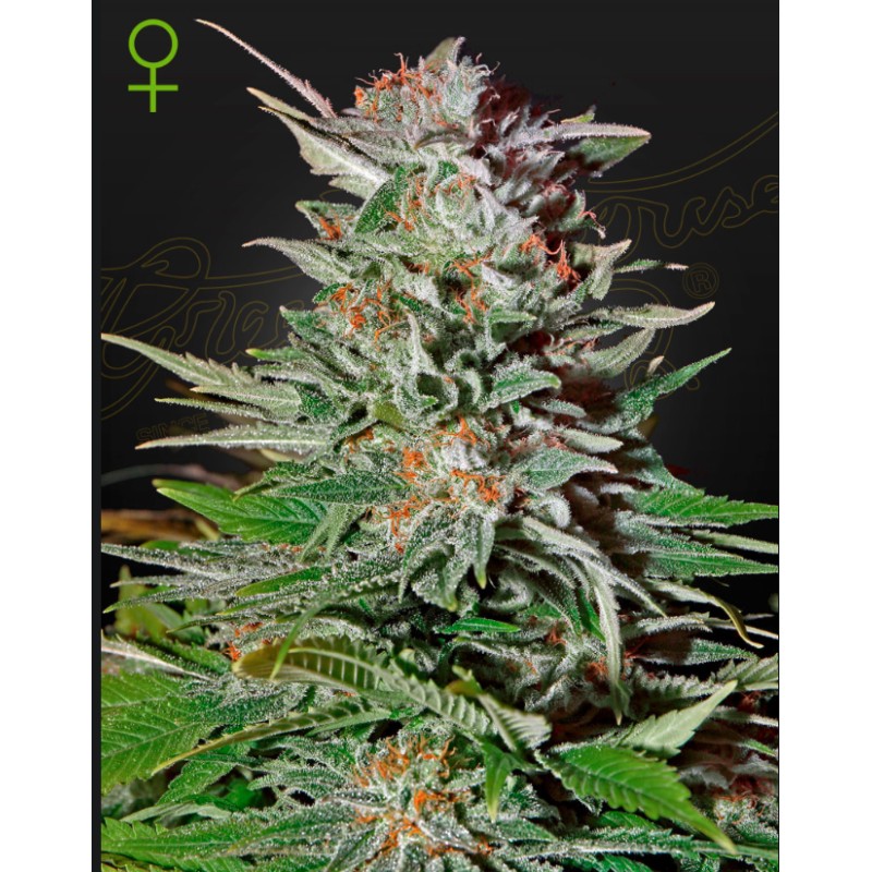 SUPER LEMON HAZE AUTO · Green House Seeds · graines de cannabis · AutoFem