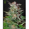 SUPER LEMON HAZE AUTO · Green House Seeds · cannabis samen · AutoFem