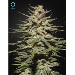 SUPER LEMON HAZE CBD · Green House Seeds · cannabis samen · Fem