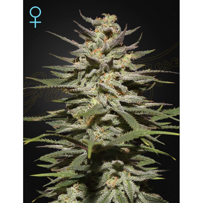 SUPER LEMON HAZE CBD · Green House Seeds · graines de cannabis · Fem