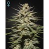 SUPER LEMON HAZE CBD · Green House Seeds · cannabis seeds · Fem