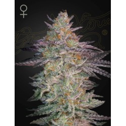 SUPER LEMON HAZE X GMO · Green House Seeds · kaufen cannabis samen · Fem