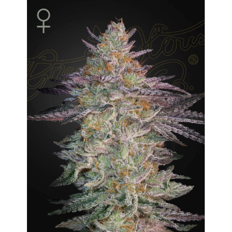 SUPER LEMON HAZE X GMO · Green House Seeds · kenevir tohumu · Disi · Fem