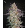 SUPER LEMON HAZE X GMO · Green House Seeds · cannabis seeds · Fem