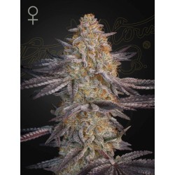 SUPER LEMON HAZE X RS11 · Green House Seeds · sementes de maconha · Fem