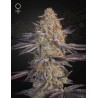 SUPER LEMON HAZE X RS11 · Green House Seeds · kaufen cannabis samen · Fem