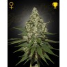 SUPER LEMON HAZE · Green House Seeds · cannabis samen · Fem