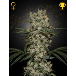 SUPER SILVER HAZE · Green House Seeds · sementes de maconha · Fem