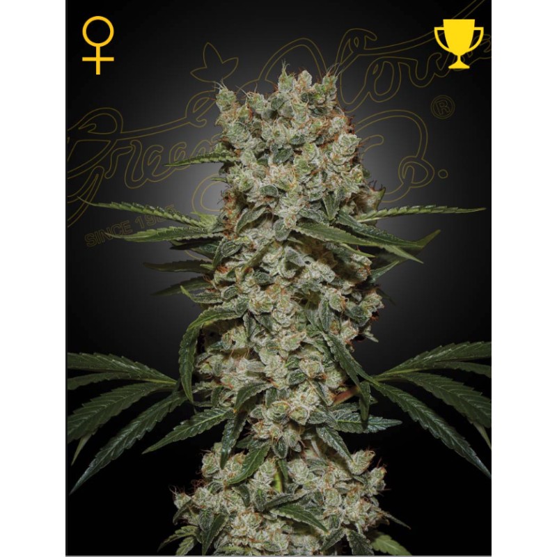 SUPER SILVER HAZE · Green House Seeds · cannabis samen · Fem