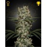 SUPER SILVER HAZE · Green House Seeds · graines de cannabis · Fem