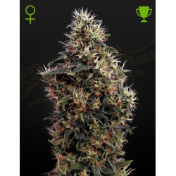 SWEET MANGO AUTO · Green House Seeds · kaufen cannabis samen · AutoFem