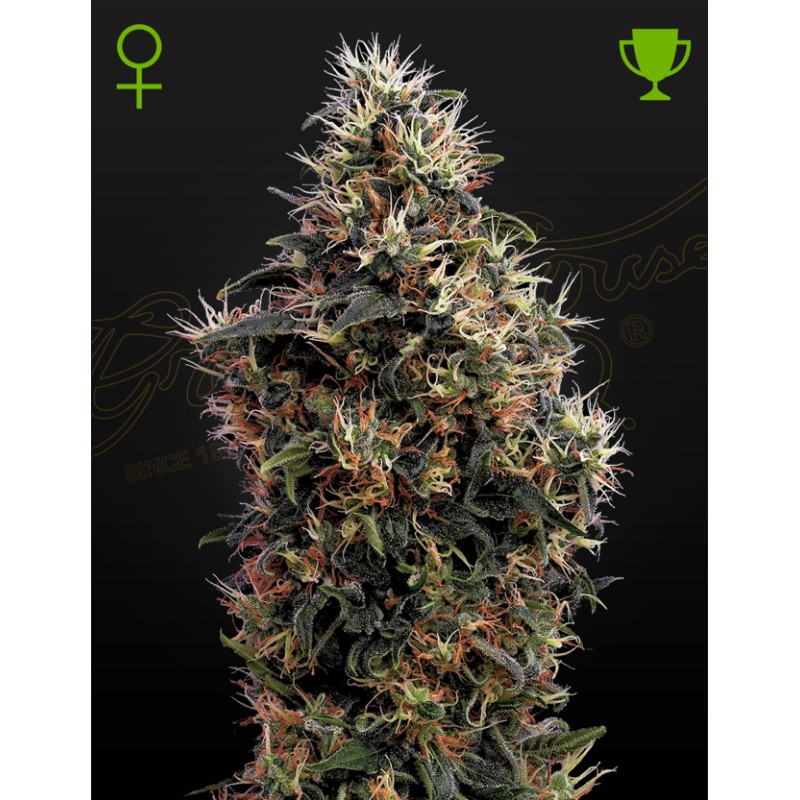 SWEET MANGO AUTO · Green House Seeds · cannabis seeds · AutoFem