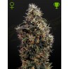 SWEET MANGO AUTO · Green House Seeds · cannabis seeds · AutoFem
