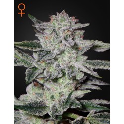 SWEET VALLEY KUSH · Green House Seeds · kevenir tohum · Disi · Fem