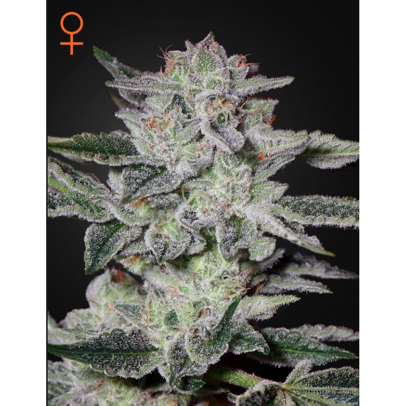 SWEET VALLEY KUSH · Green House Seeds · graines de cannabis · Fem
