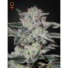 SWEET VALLEY KUSH · Green House Seeds · graines de cannabis · Fem