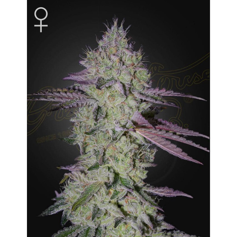 TARTE TATIN · Green House Seeds · graines de cannabis · Fem