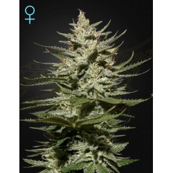 THE CHURCH CBD · Green House Seeds · cannabis seeds · Fem