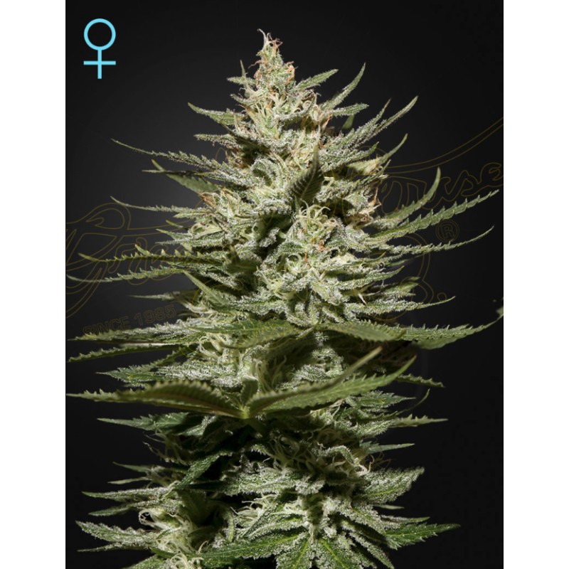 THE CHURCH CBD · Green House Seeds · cannabis samen · Fem