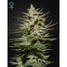 THE CHURCH CBD · Green House Seeds · graines de cannabis · Fem