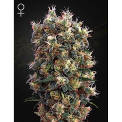 THE CHURCH · Green House Seeds · kaufen cannabis samen · Fem