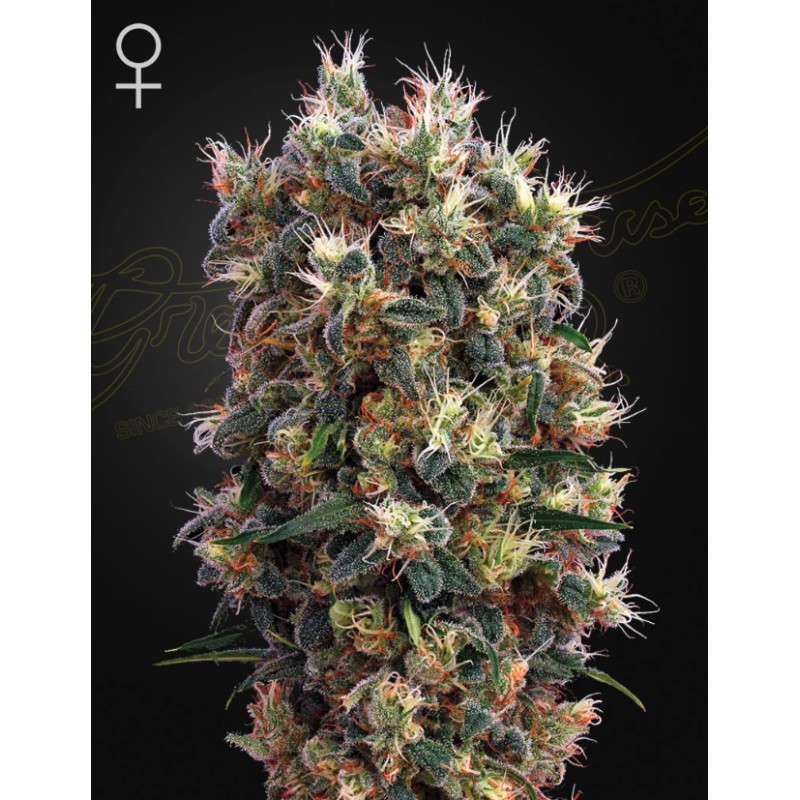THE CHURCH · Green House Seeds · graines de cannabis · Fem