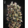 THE CHURCH · Green House Seeds · cannabis seeds · Fem