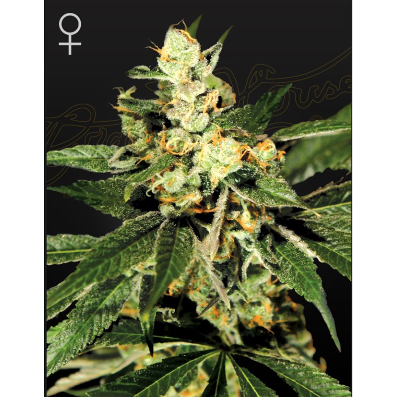 TRAIN WRECK · Green House Seeds · sementes de maconha · Fem
