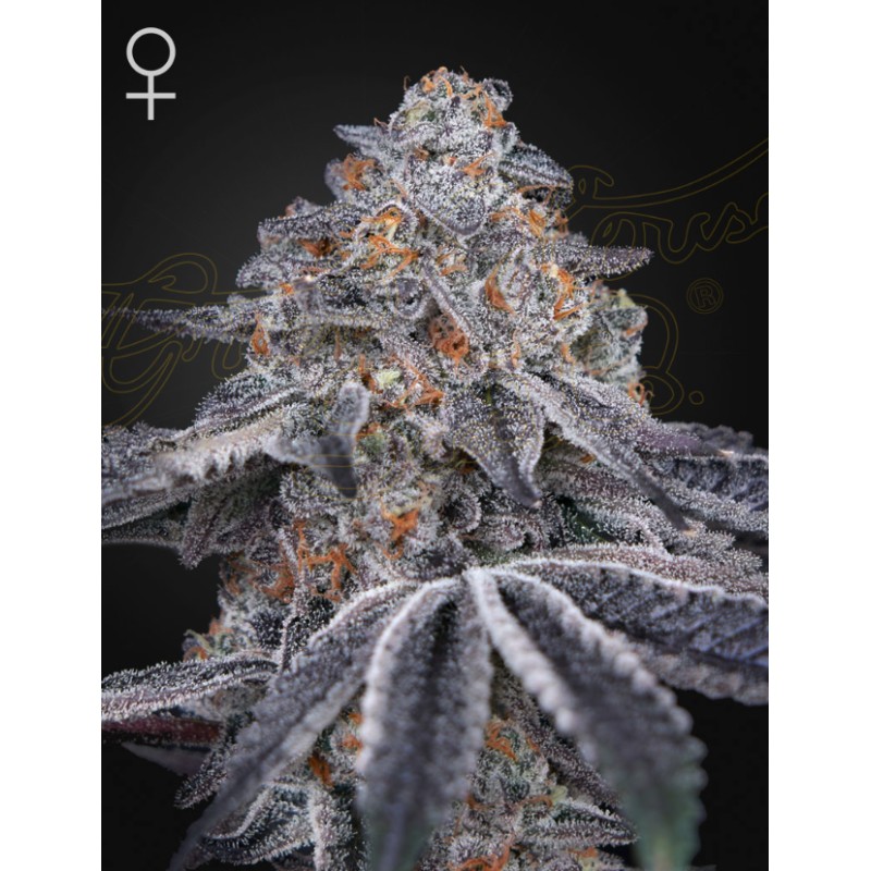 VELVET MOON · Green House Seeds · sementes de maconha · Fem