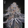VELVET MOON · Green House Seeds · kaufen cannabis samen · Fem