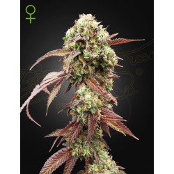 WEST COAST OG X GELATO 41 AUTO · Green House Seeds · kaufen cannabis samen · Auto Fem