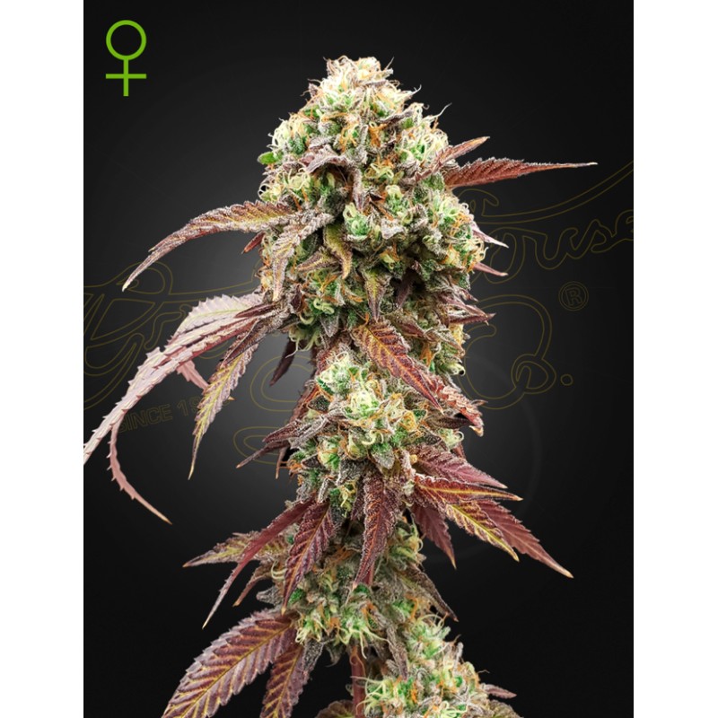 WEST COAST OG X GELATO 41 AUTO · Green House Seeds · kaufen cannabis samen · Auto Fem