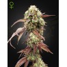 WEST COAST OG X GELATO 41 AUTO · Green House Seeds · cannabis seeds · Auto Fem