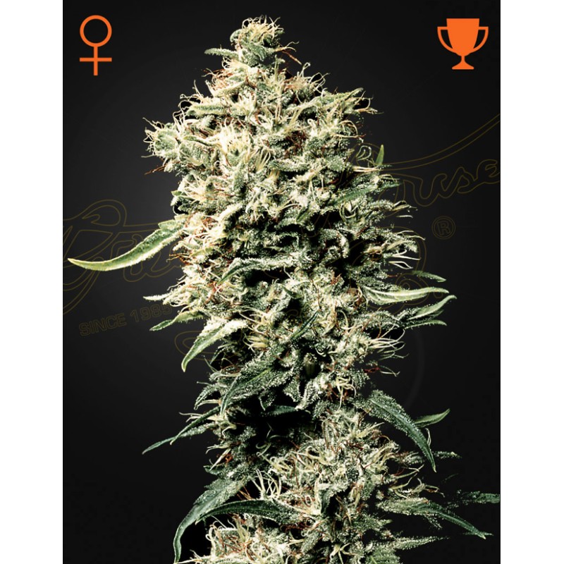 WHITE RHINO · Green House Seeds · kaufen cannabis samen · Fem