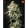 WHITE RHINO · Green House Seeds · graines de cannabis · Fem
