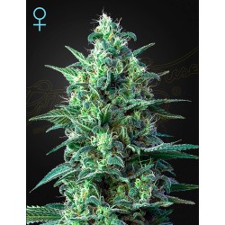 WHITE WIDOW AUTO CBD · Green House Seeds · sementes de maconha · AutoFem