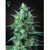 WHITE WIDOW AUTO CBD · Green House Seeds · kaufen cannabis samen · AutoFem