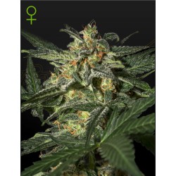 White Widow Auto Green House Seeds | Sementes Autoflorescentes