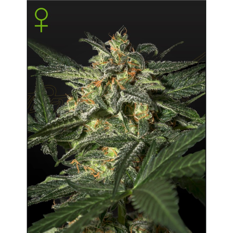WHITE WIDOW AUTO · Green House Seeds · cannabis seeds · AutoFem