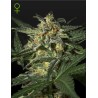 WHITE WIDOW AUTO · Green House Seeds · cannabis seeds · AutoFem