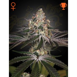 WHITE WIDOW · Green House Seeds · graines de cannabis · Fem