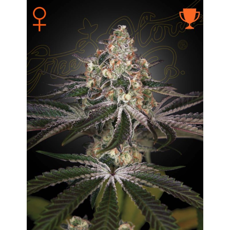 WHITE WIDOW · Green House Seeds · kenevir tohum · Disi · Fem