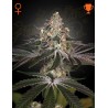 WHITE WIDOW · Green House Seeds · graines de cannabis · Fem