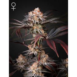 WONDER PIE · Green House Seeds · cannabis seeds · Fem