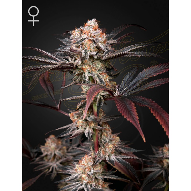 WONDER PIE · Green House Seeds · kenevir tohum · Disi · Fem