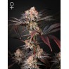 WONDER PIE · Green House Seeds · cannabis seeds · Fem