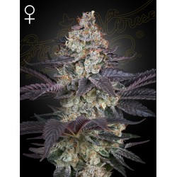 ZTRAWBERRY · Green House Seeds · sementes de maconha · Fem