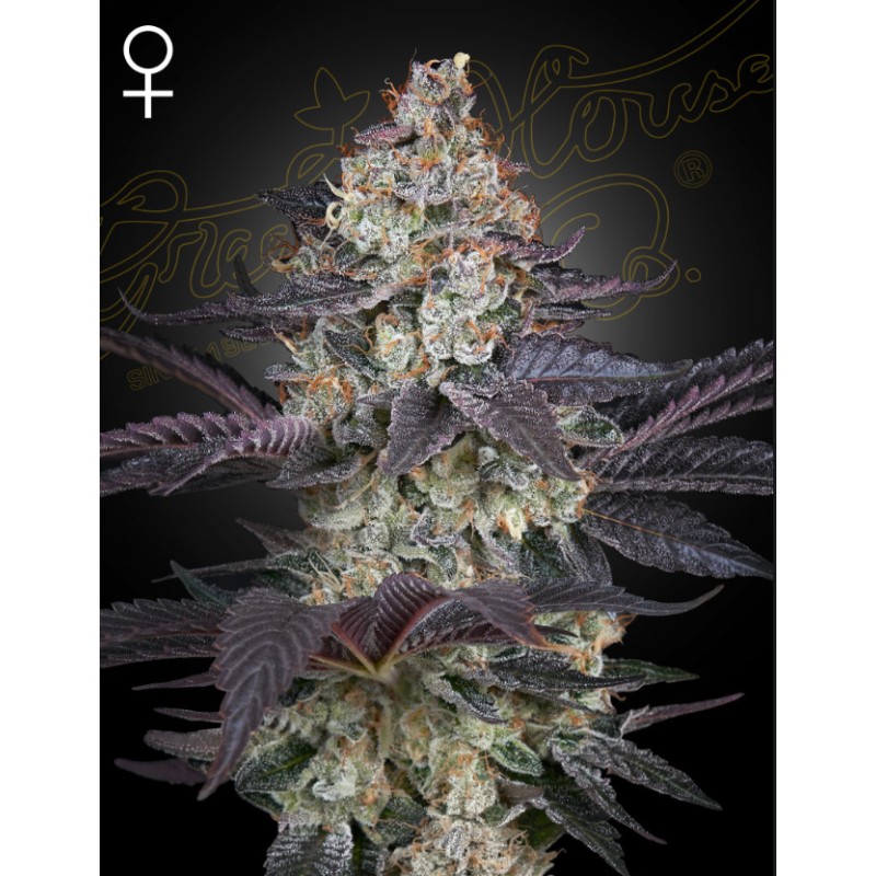 ZTRAWBERRY · Green House Seeds · sementes de maconha · Fem