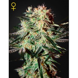 ARJAN'S STRAWBERRY HAZE · Green House Seeds · graines de cannabis · Fem