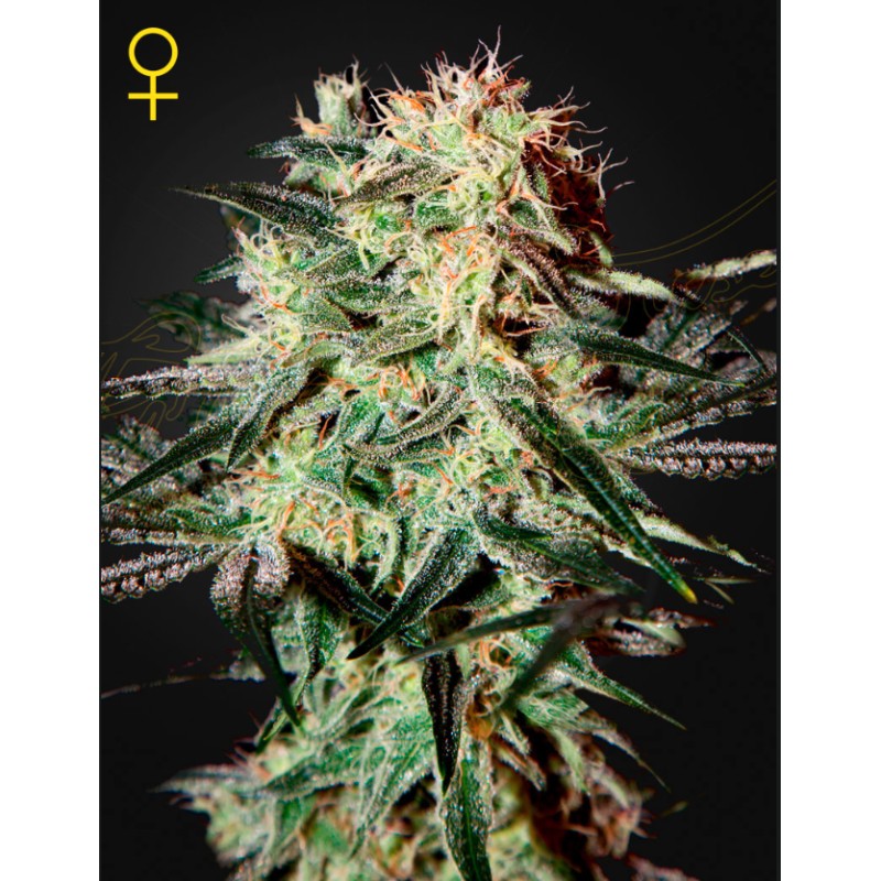 ARJAN'S STRAWBERRY HAZE · Green House Seeds · cannabis seeds · Fem